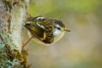 Pokrovnik zeleny - Acanthisitta chloris - Rifleman - titipounamu 6430b